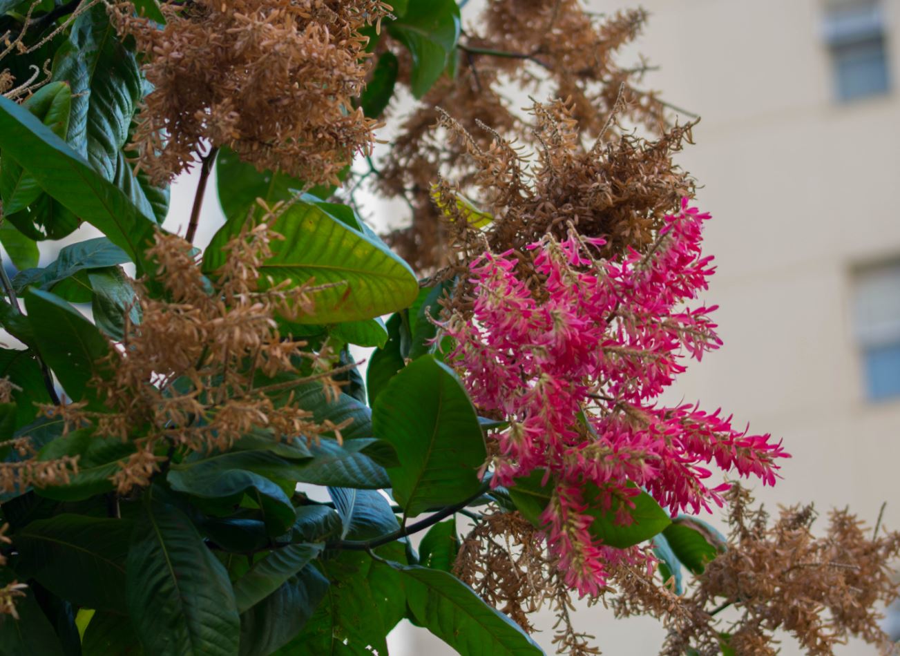 Sementes (Triplaris americana)