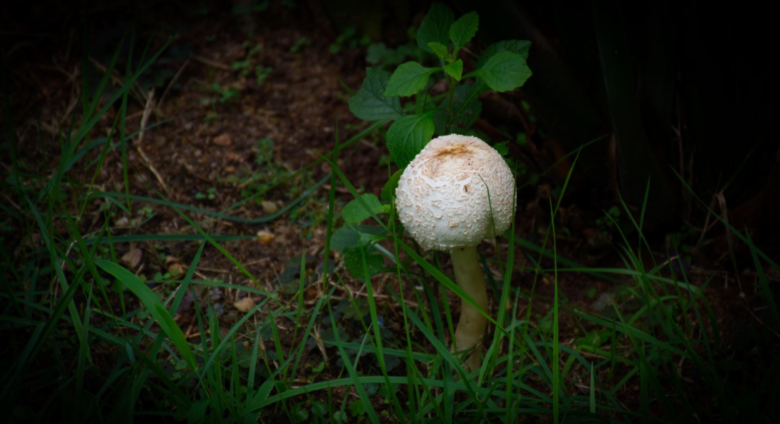 Cogumelo branco (Fungo)