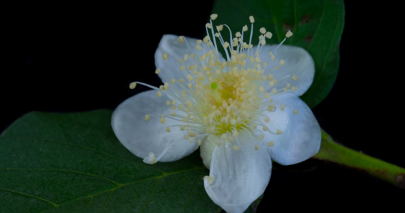 Flor (Psidium guajava)