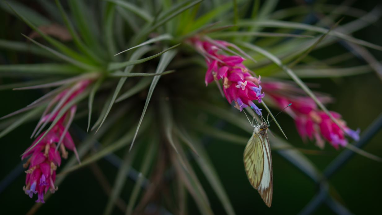 Flores com Borboleta (Tillandsia stricta)