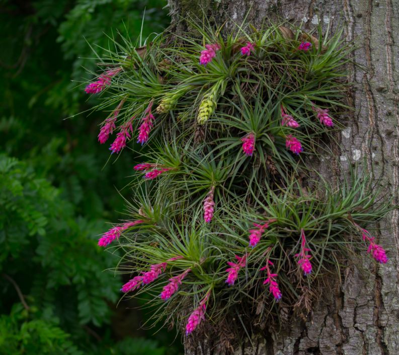Col�nia (Tillandsia stricta)