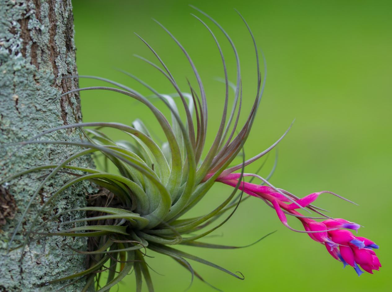 Gravatazinho Florido preso em �rvore (Tillandsia stricta)