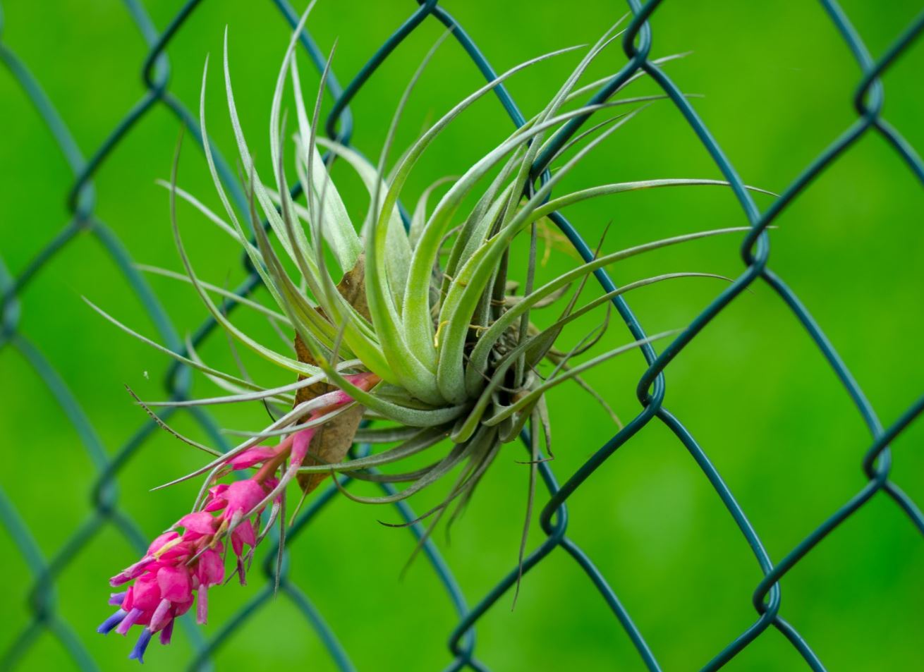 Gravatazinho Florido preso em Grade (Tillandsia stricta)