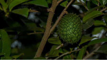 Fruto jovem de graviola (Annona muricata)