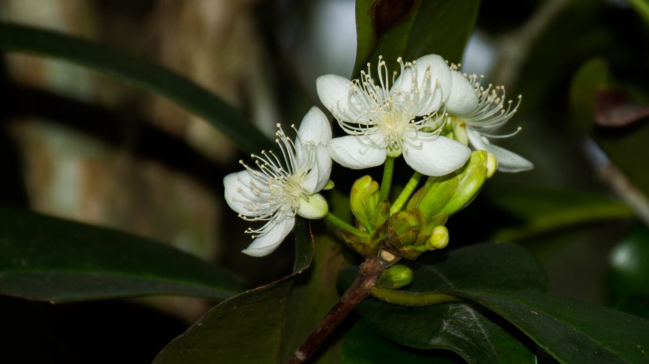 Flores (Eugenia brasiliensis)