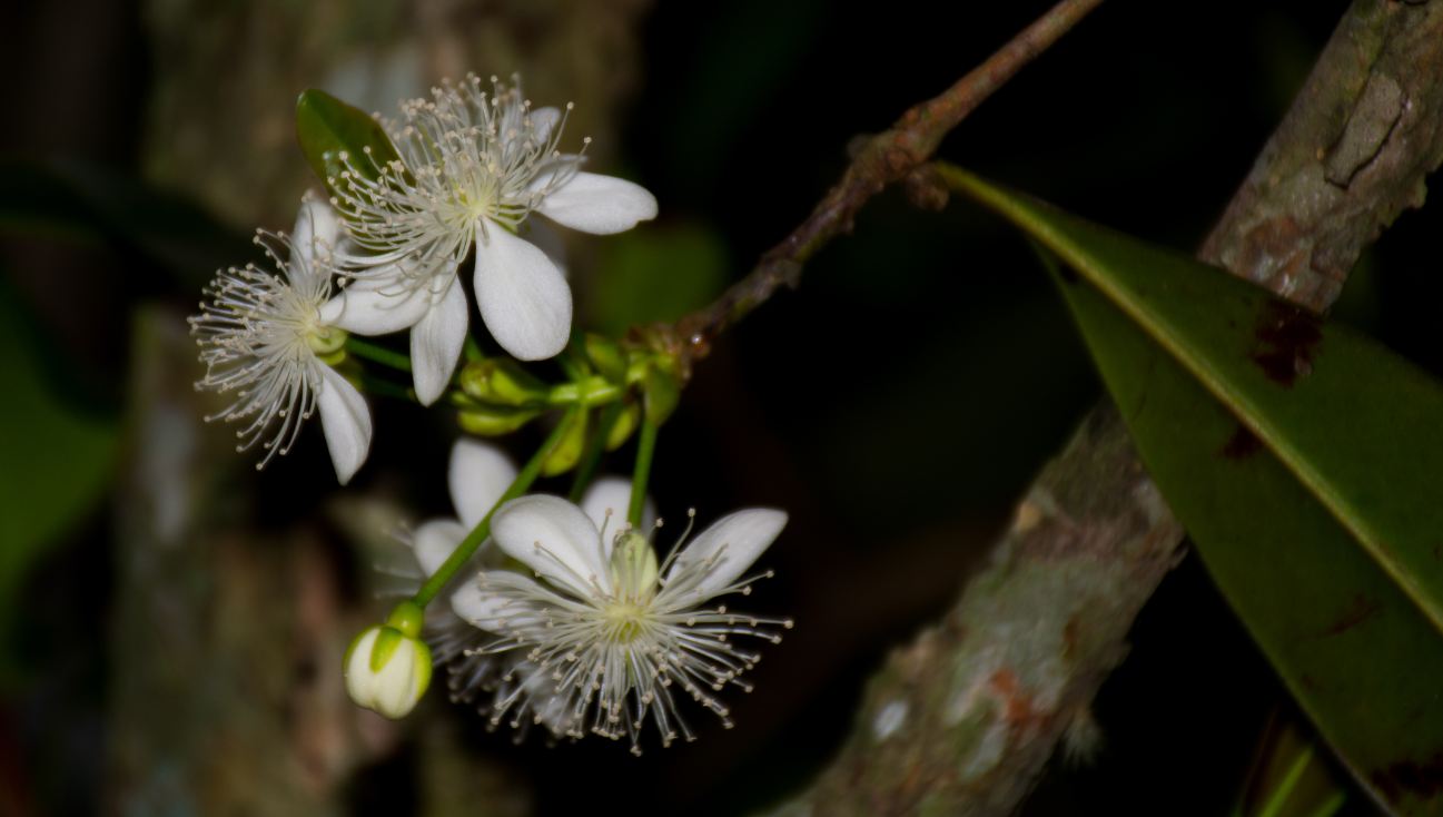 Flores (Eugenia brasiliensis)
