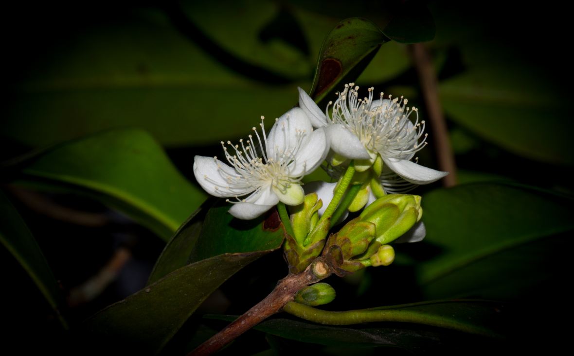 Flores (Eugenia brasiliensis)