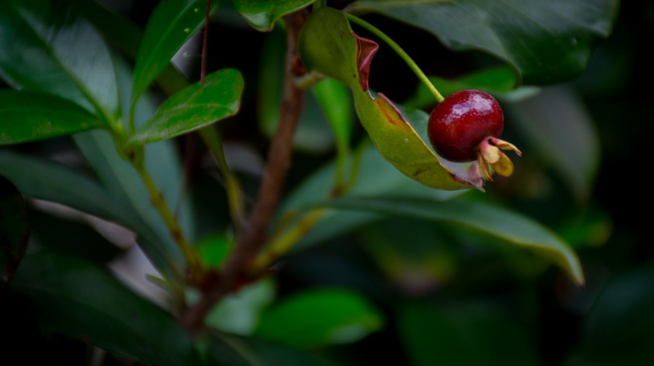 Fruto (Eugenia brasiliensis)