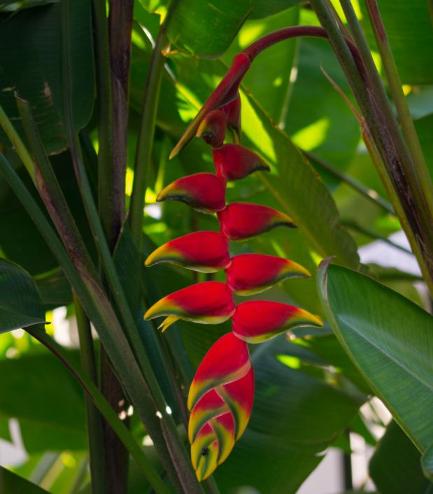 Infloresc�ncia (Heliconia rostrata)