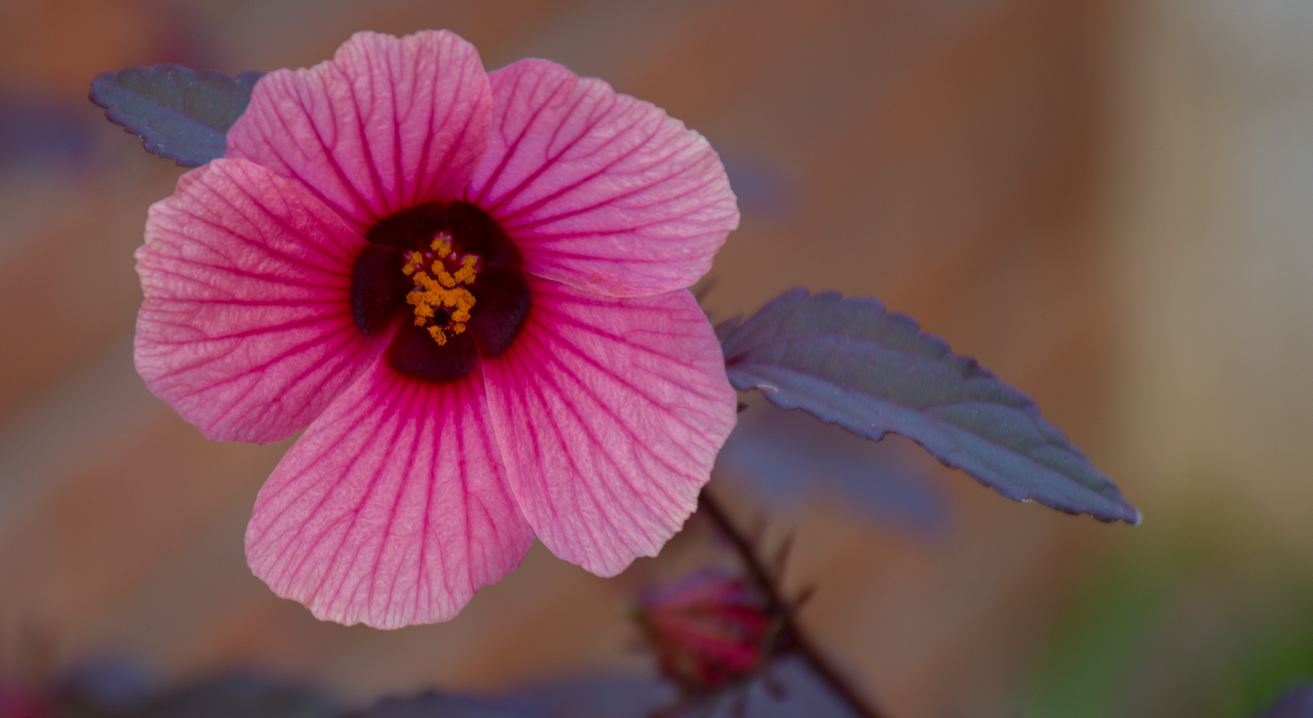 Flor (Hibiscus sabdariffa)