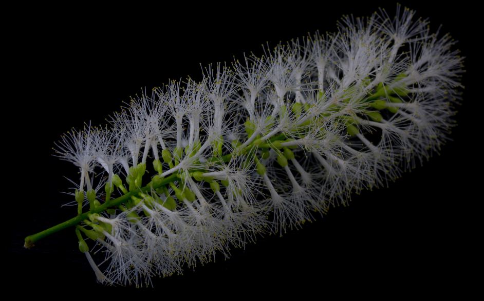 Infloresc�ncia (Inga laurina)