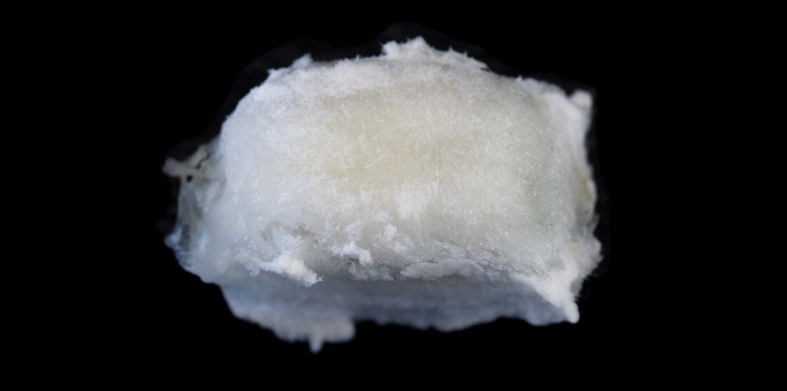 Semente recoberta por arilo comest�vel (Inga laurina)