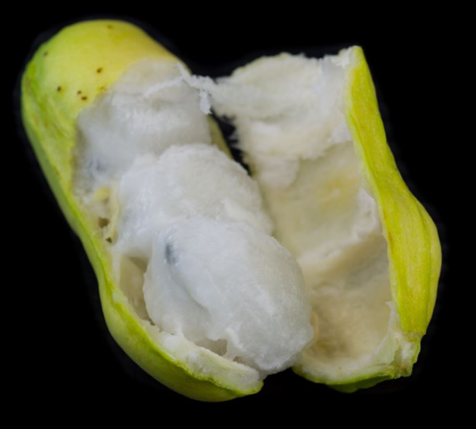 Fruto Aberto (Inga laurina)