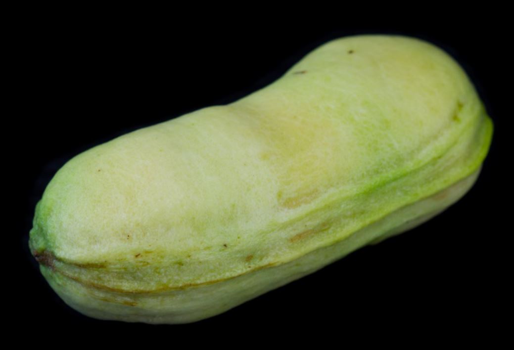 Fruto (Inga laurina)