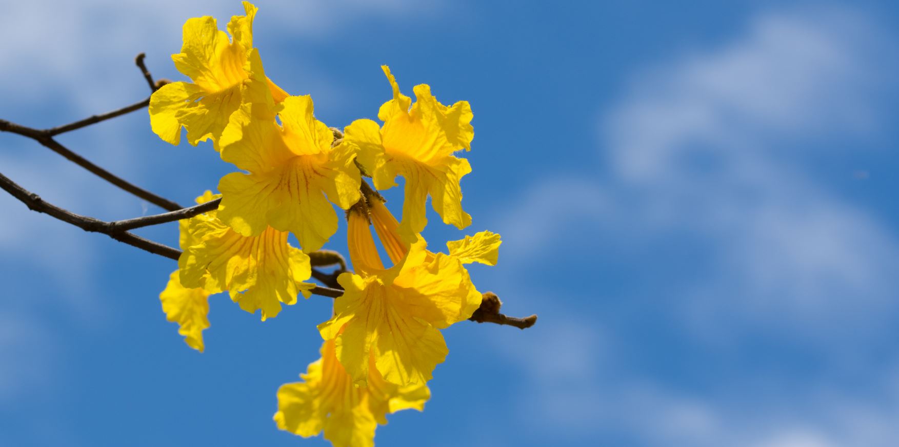 Flores de Ip� Amarelo (Tabebuia chrysotricha)