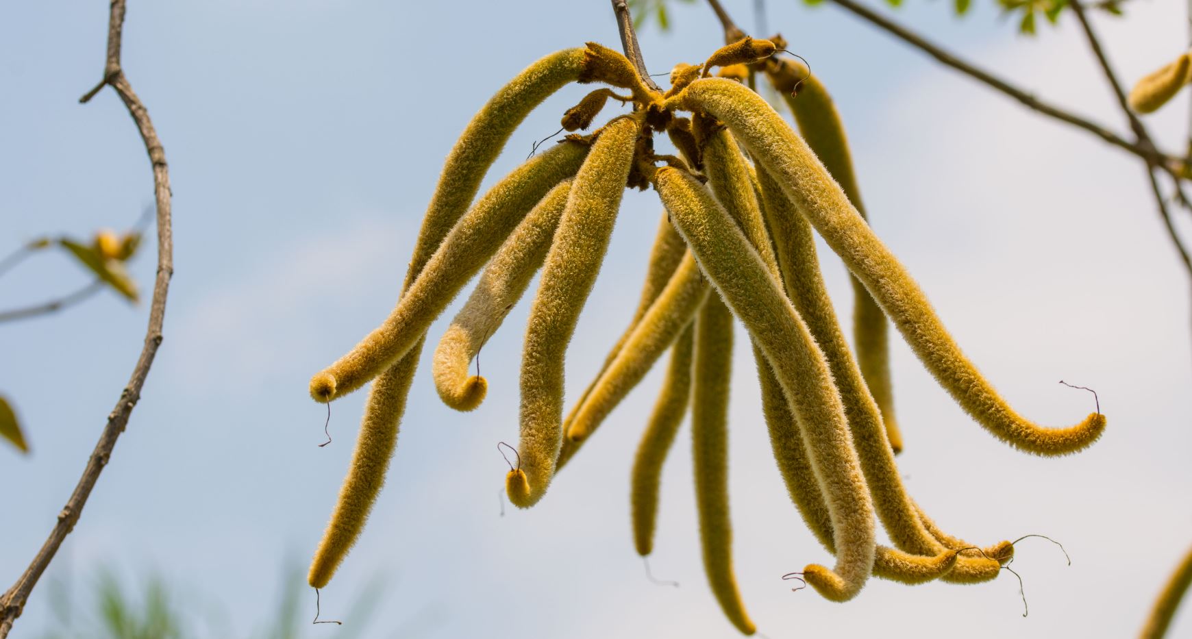 Frutos de Ip� Amarelo (Tabebuia chrysotricha)