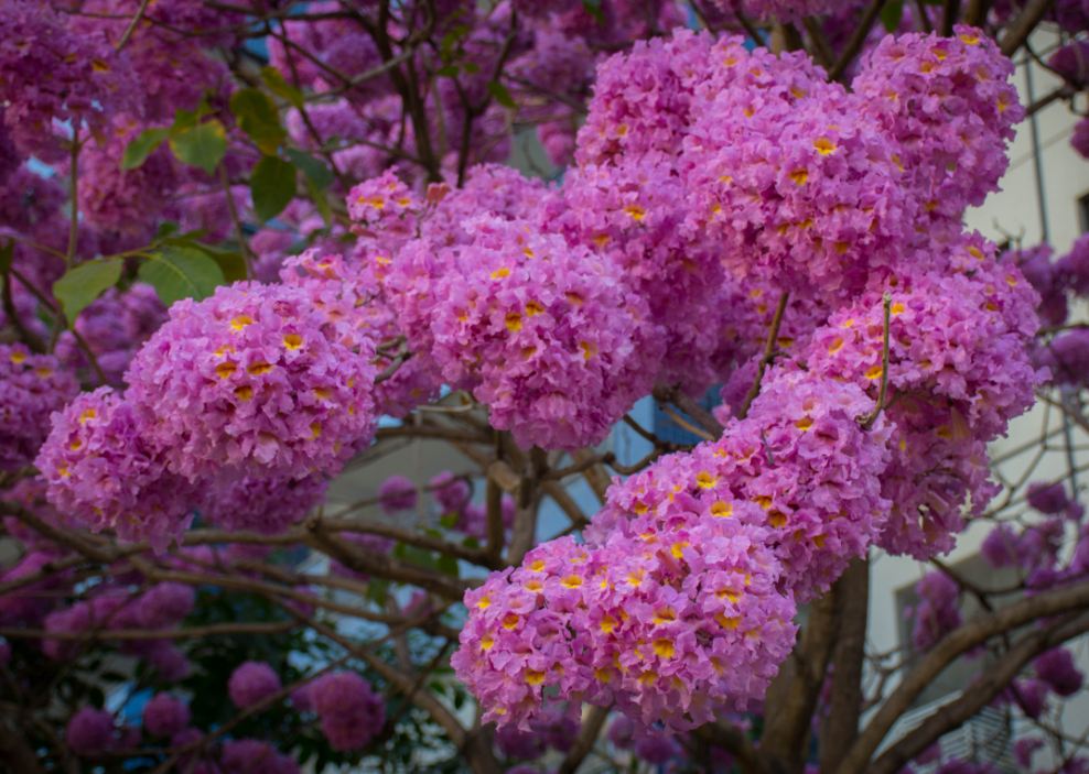 �rvore em Flora��o (Tabebuia impetiginosa)