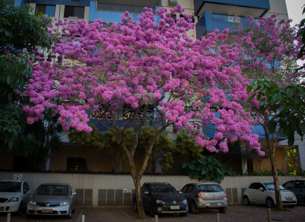 �rvore em Flora��o (Tabebuia impetiginosa)