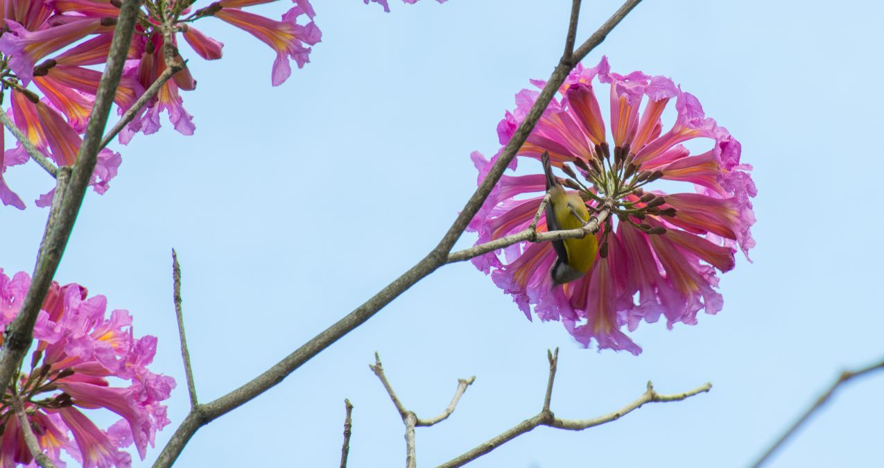 �rvore em Flora��o e Ave (Tabebuia impetiginosa)