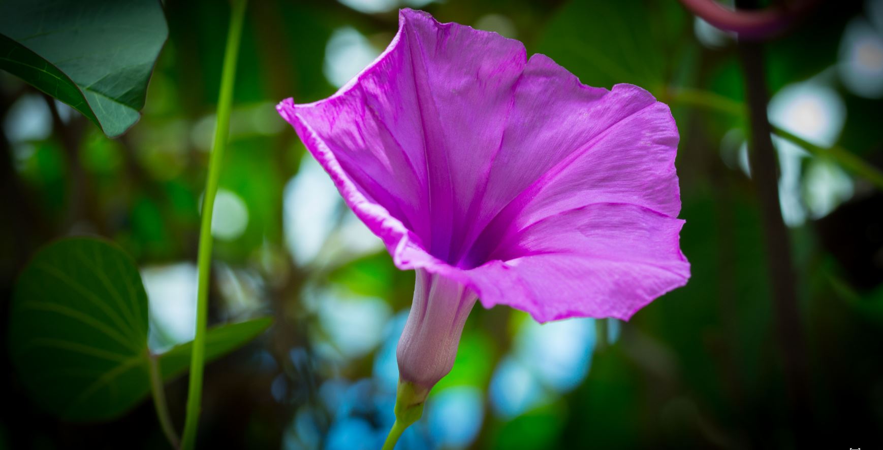 Flor de Gl�ria da Manh� (Ipomoea purpurea)