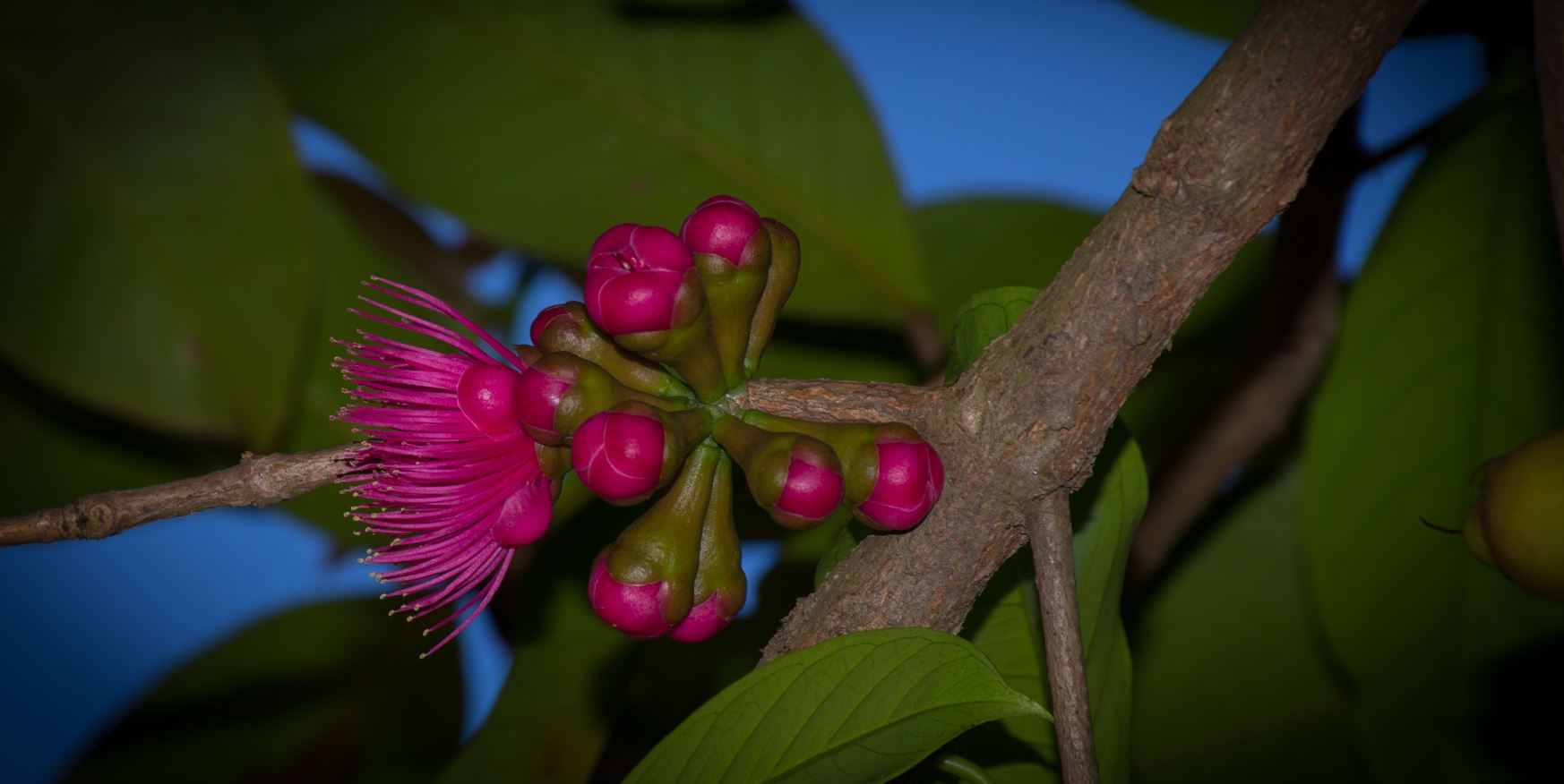 Bot�es e Flores (Syzygium malaccense)