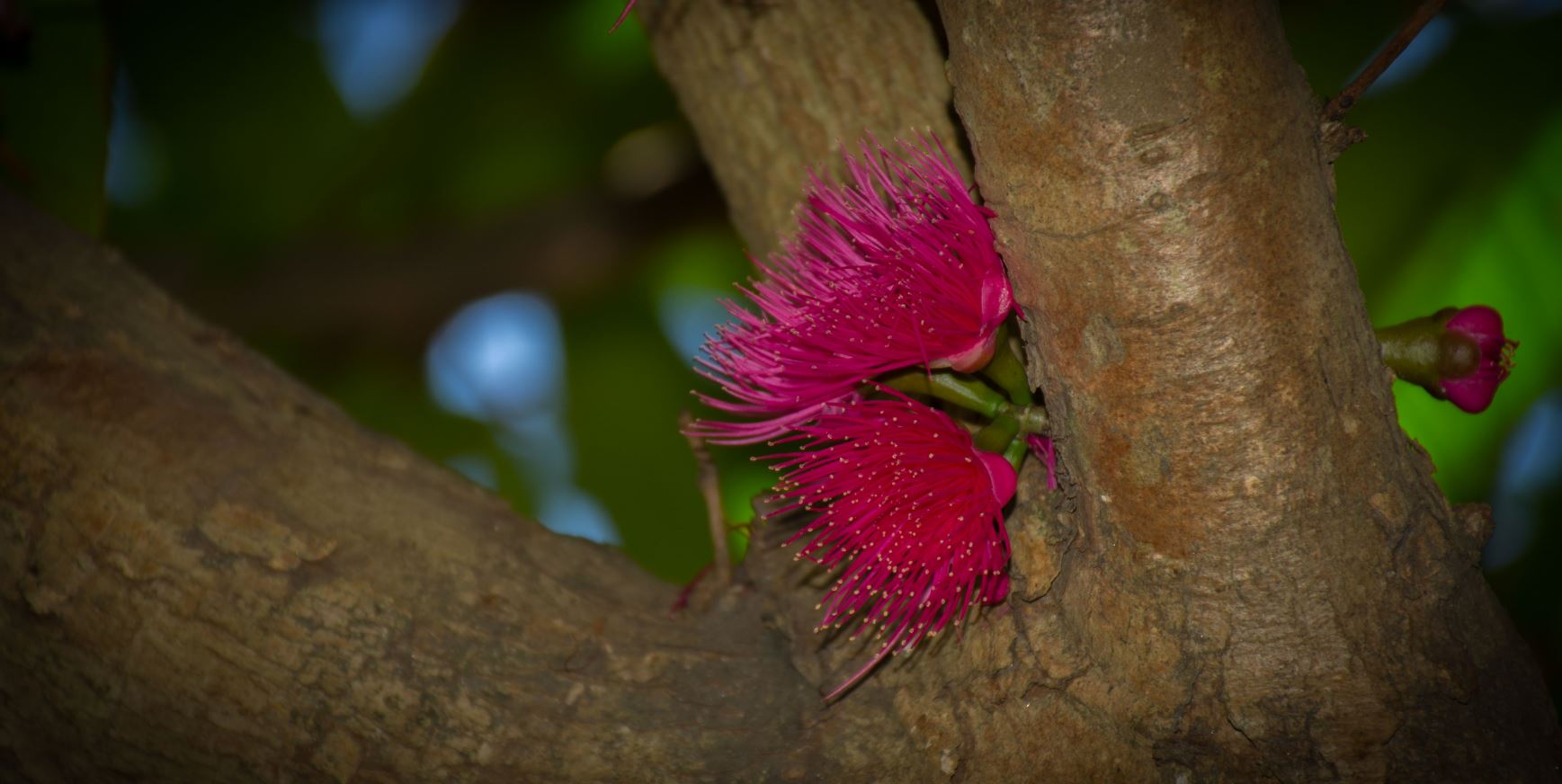 Bot�es e Flores (Syzygium malaccense)