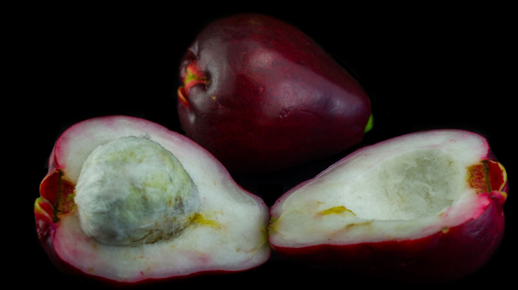 Fruto Aberto (Syzygium malaccense)