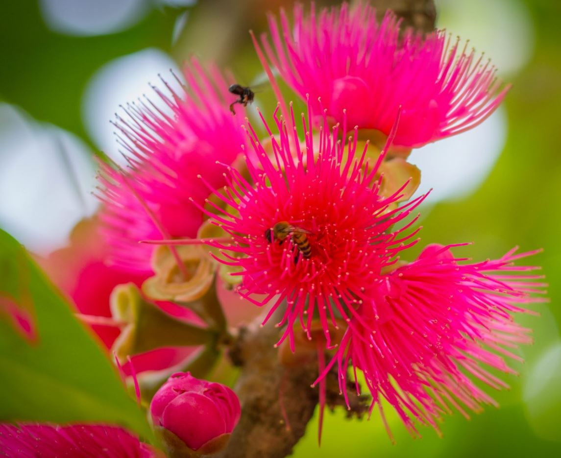 Flores com Abelhas (Syzygium malaccense)