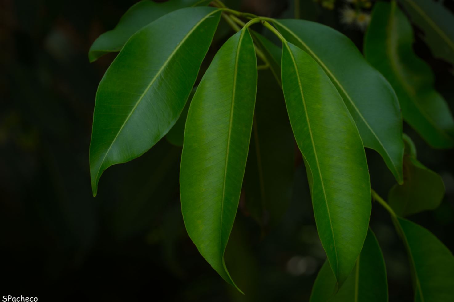 Folhas (Syzygium cumini)