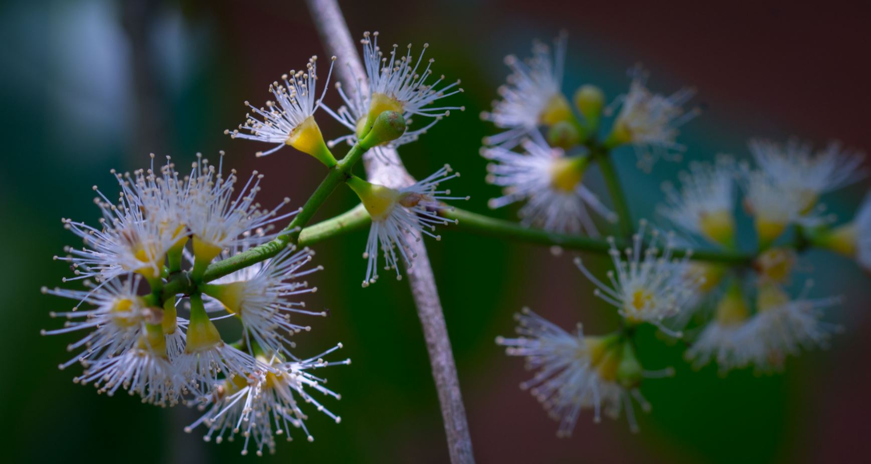 Flores (Syzygium cumini)