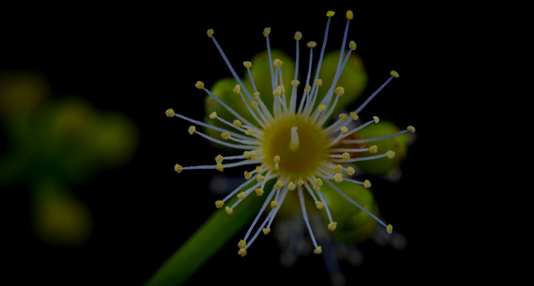 Flor (Syzygium cumini)