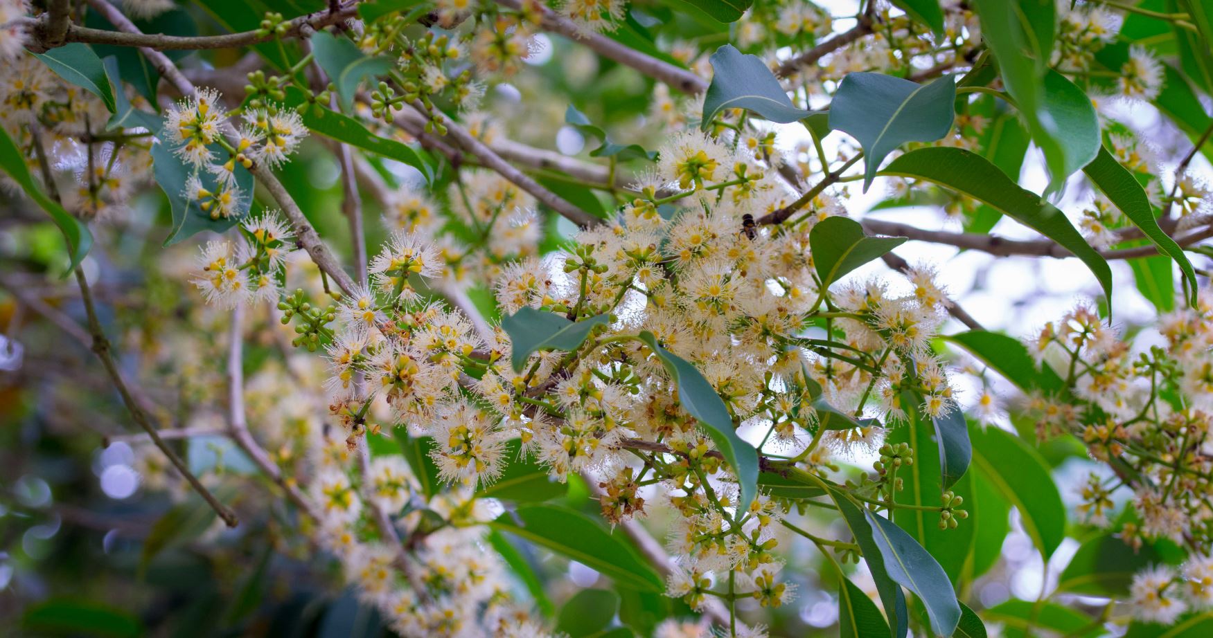 Flora��o (Syzygium cumini)