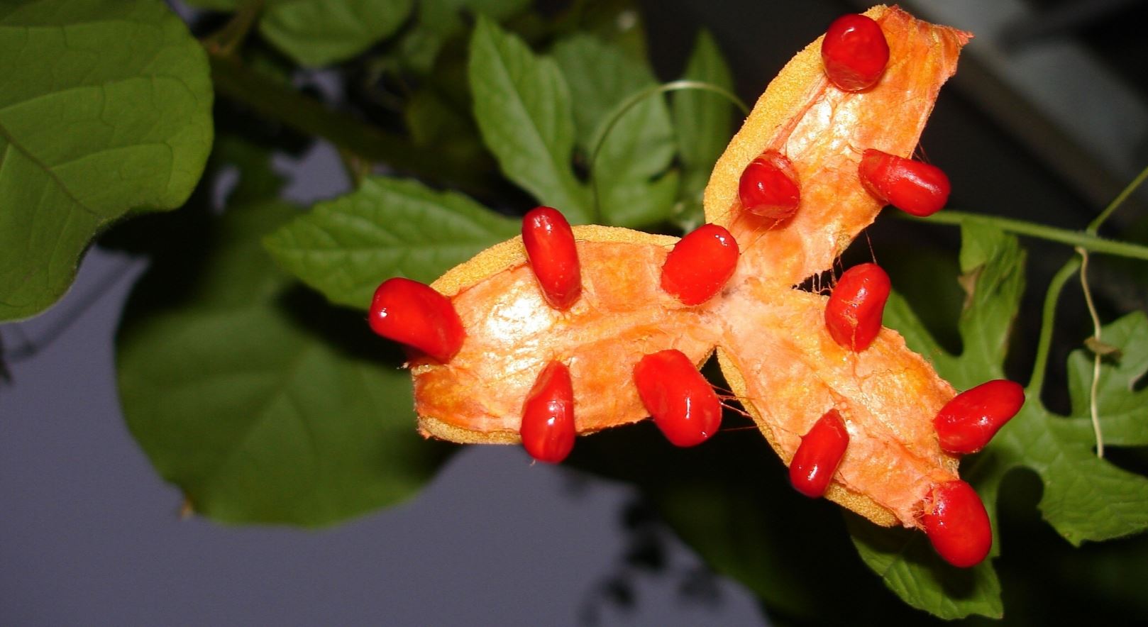 Fruto (Momordica charantia)