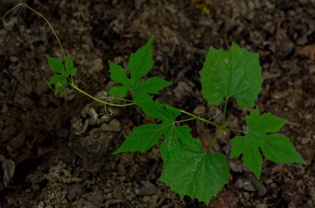 Planta Jovem (Momordica charantia)