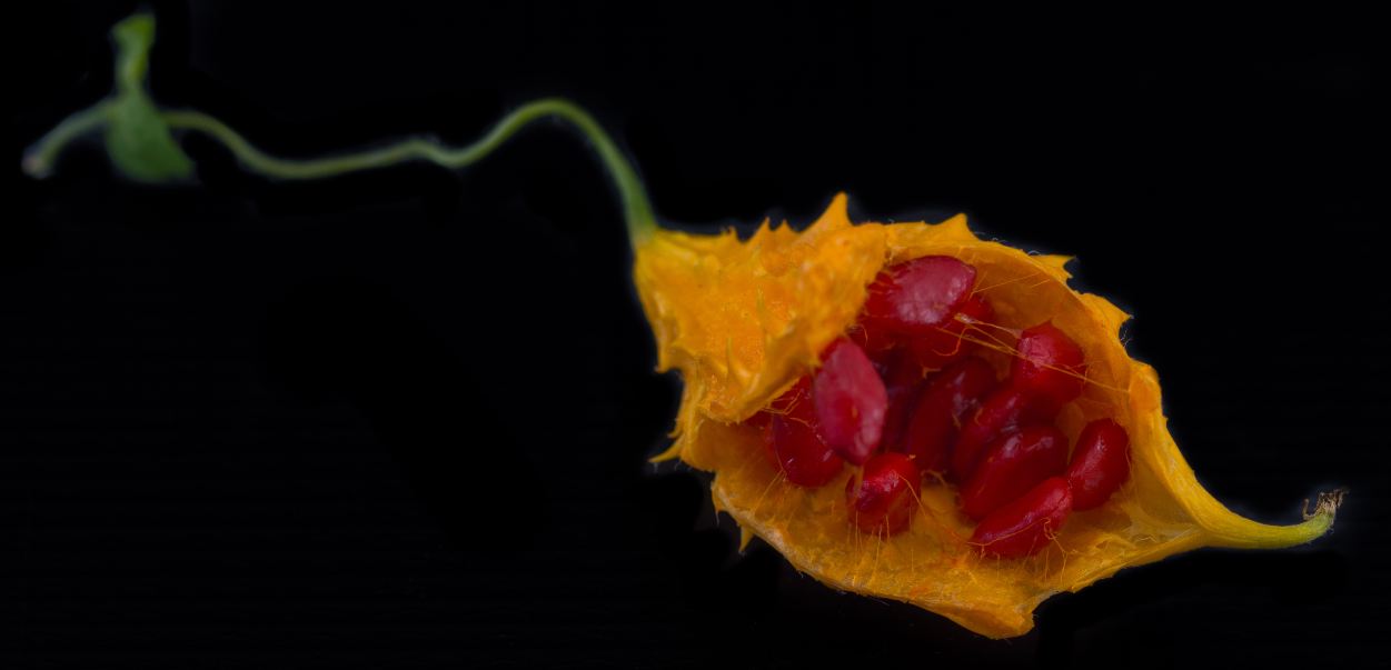 Fruto (Momordica charantia)