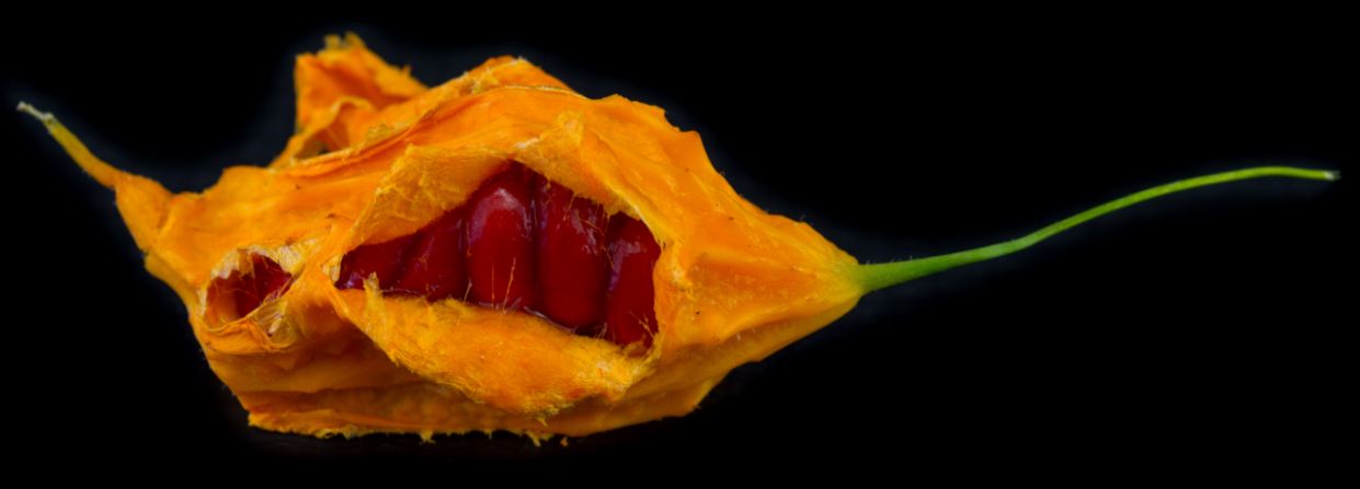 Fruto (Momordica charantia)