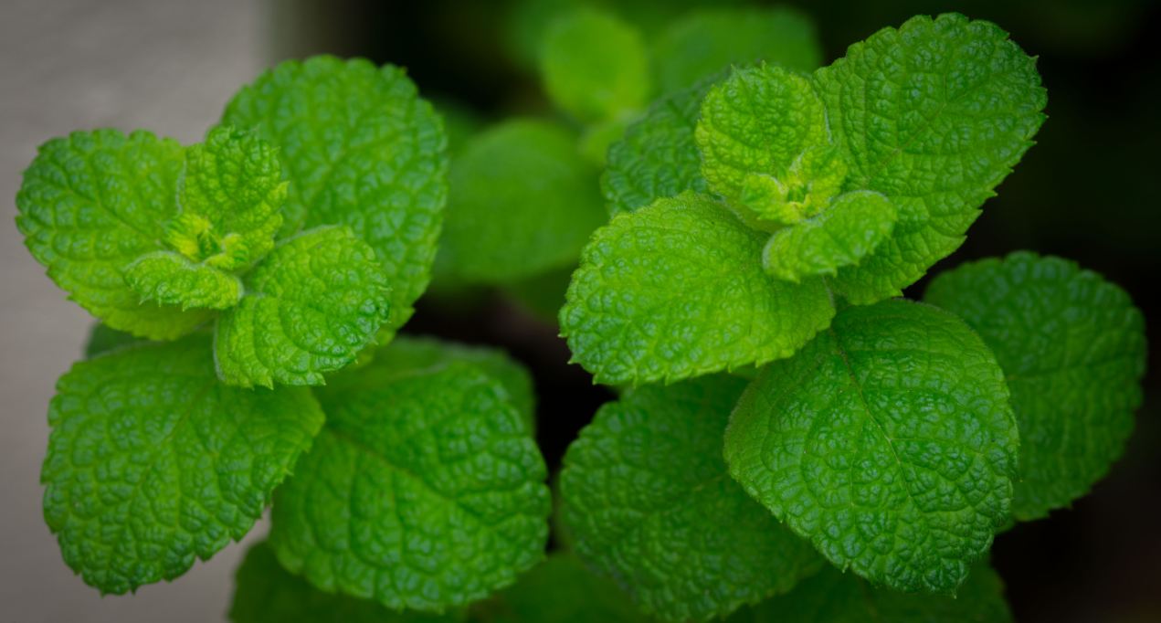 Flolhas (Mentha spicata)