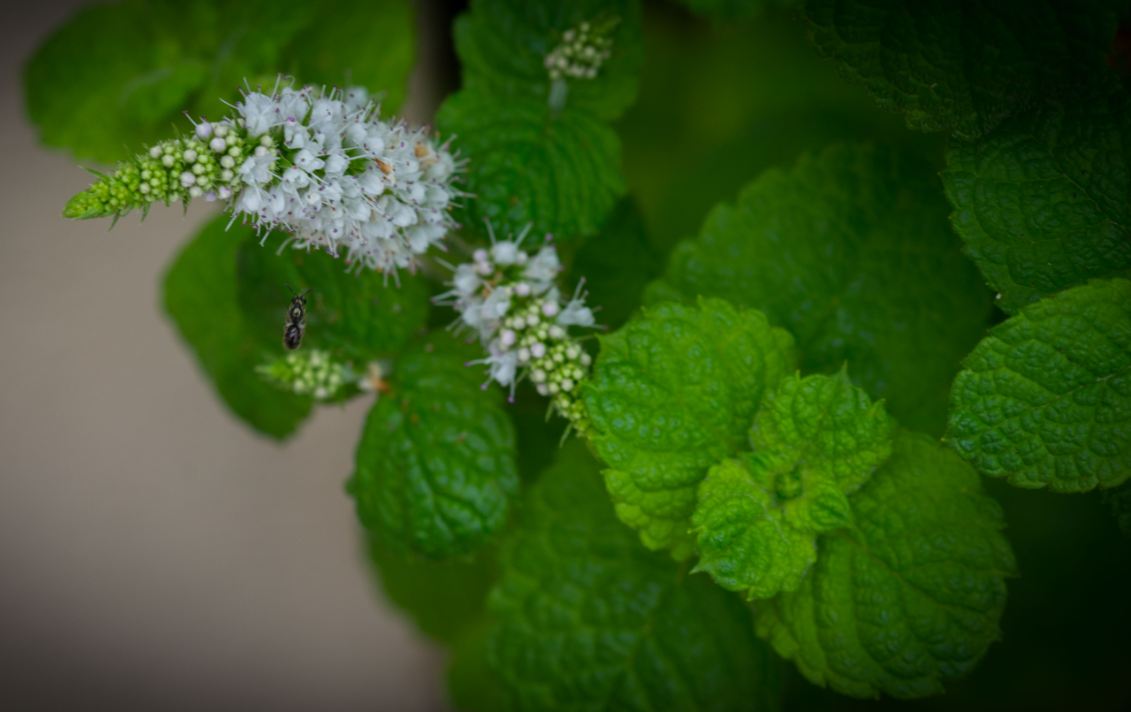 Folhas e Flores (Mentha spicata)