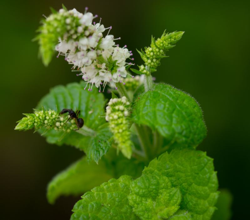 Folhas e Flores (Mentha spicata)