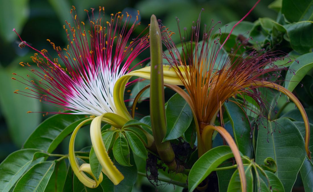 Bot�o Floral e Flor (Pachira aquatica)