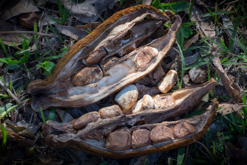 Fruto aberto com sementes (Pachira aquatica)