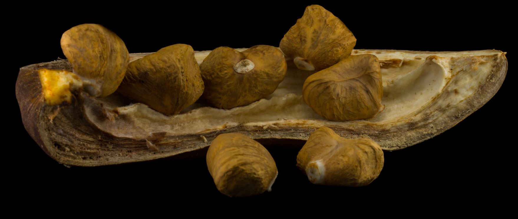 Fruto aberto com sementes (Pachira aquatica)