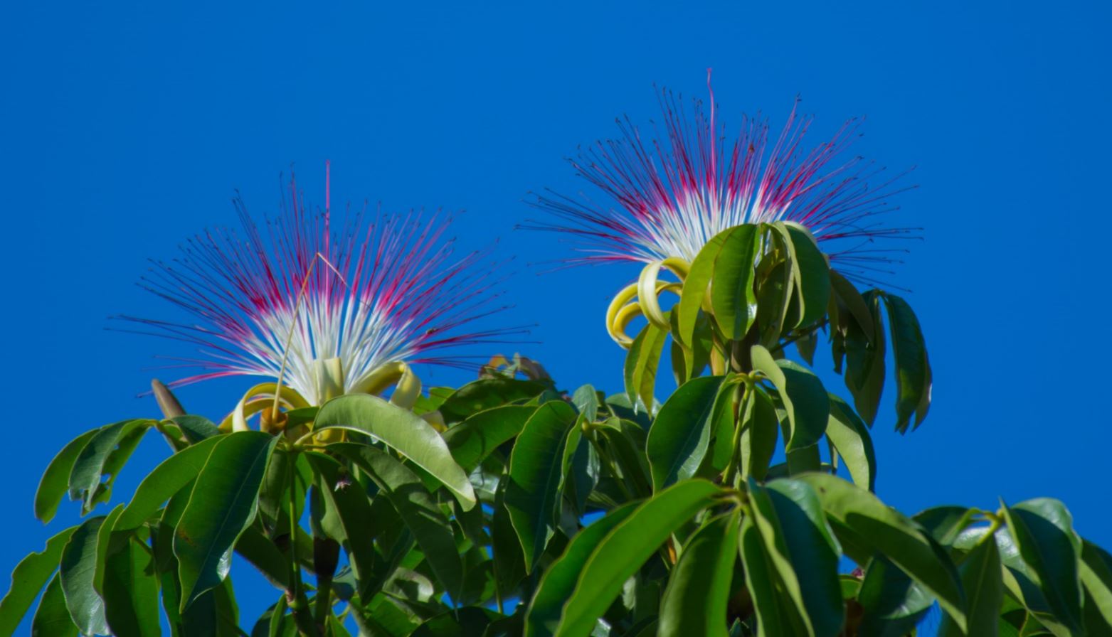 Flores (Pachira aquatica)