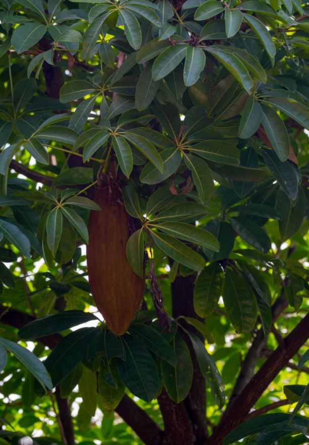 Fruto imaturo (Pachira aquatica)
