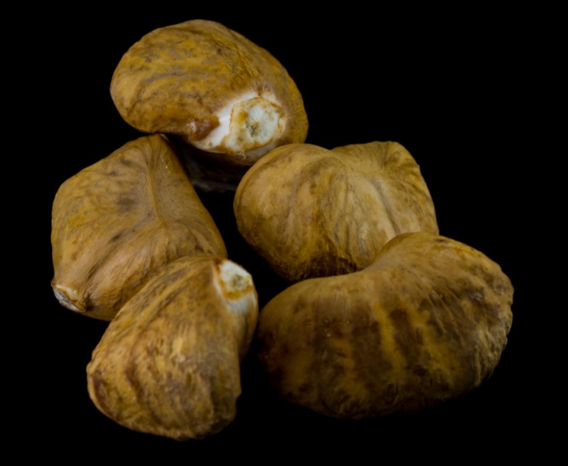 Sementes (Pachira aquatica)