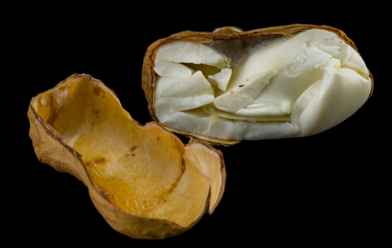 Semente Aberta (Pachira aquatica)