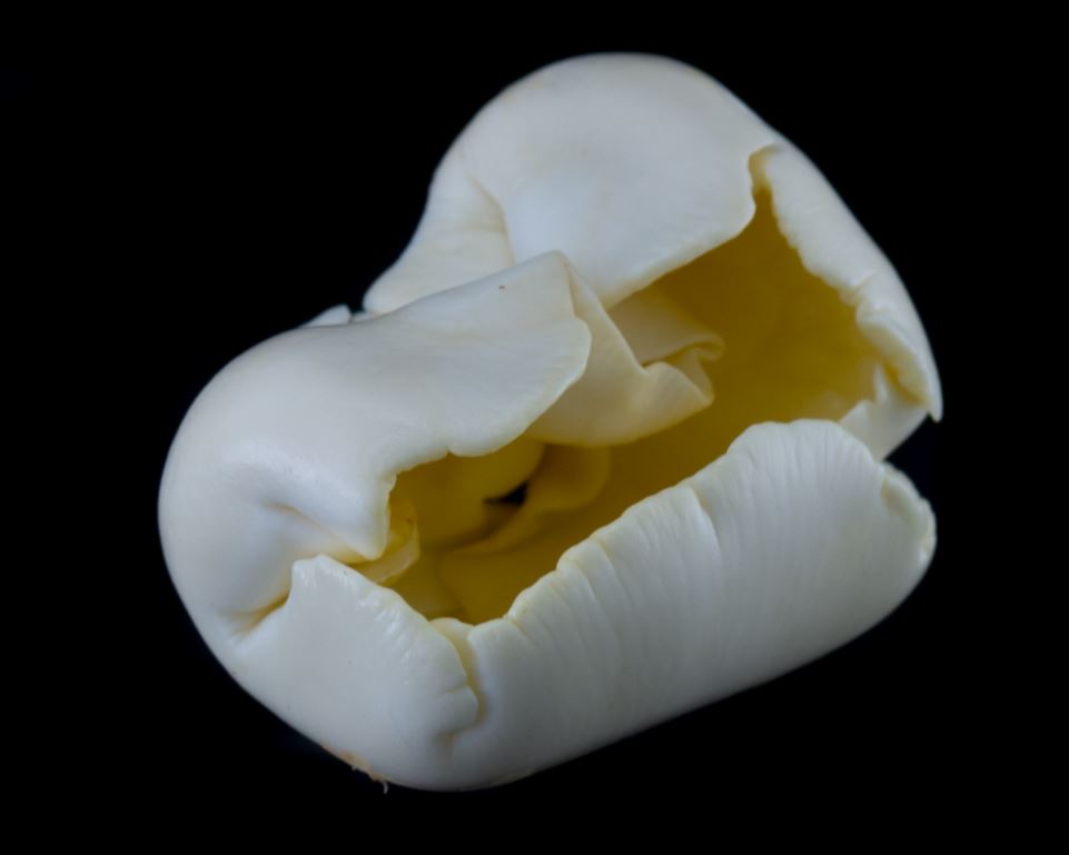 Semente Aberta (Pachira aquatica)