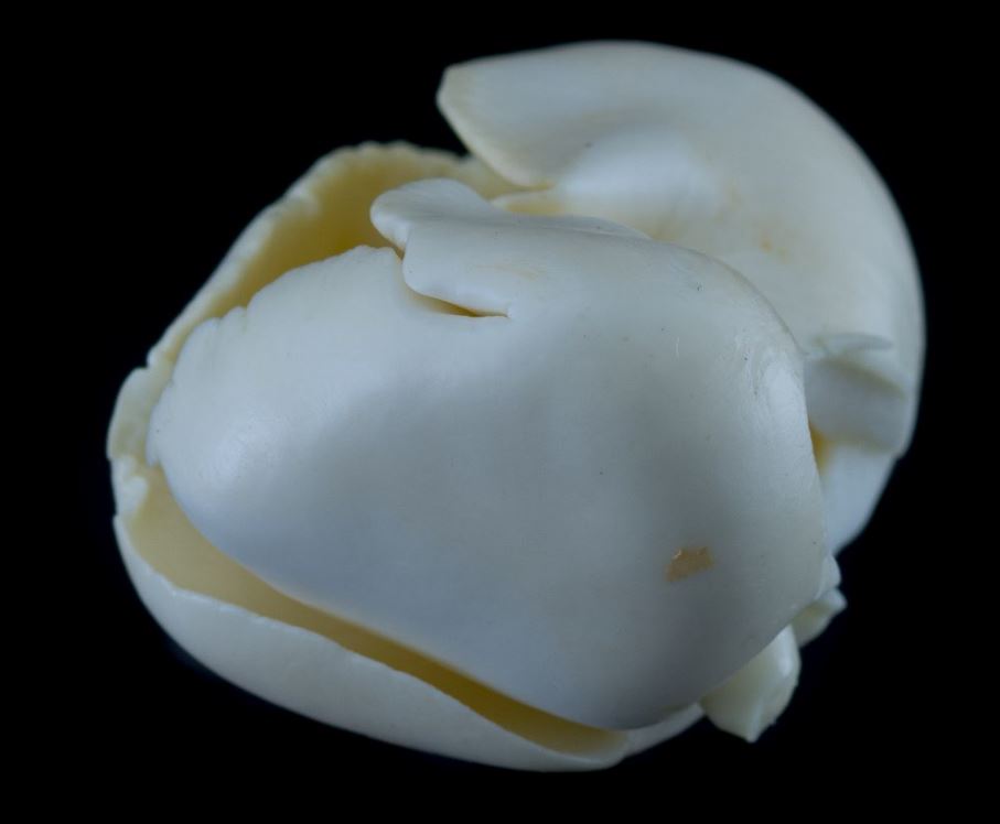 Semente Aberta (Pachira aquatica)