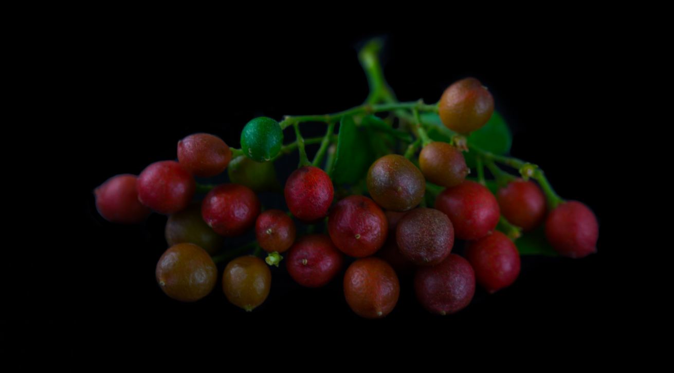 Frutos (Murraya paniculata)