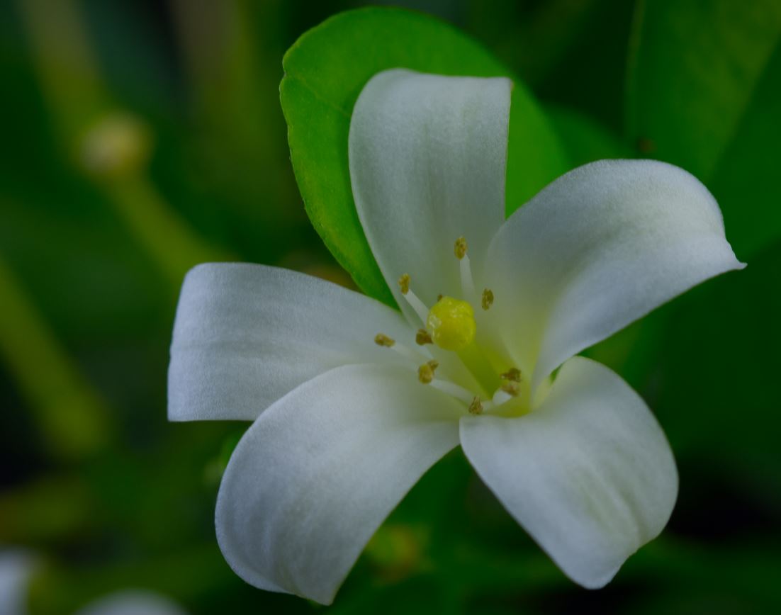 Flor (Murraya paniculata)